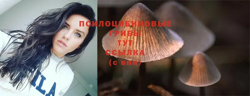 Псилоцибиновые грибы Psilocybine cubensis  Луга 